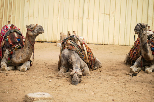压倒骆驼的最后一根稻草：中产阶层即将“返贫”？中国经济当前面临什么困境？-思维脑洞