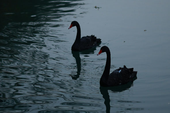 黑天鹅效应-思维脑洞